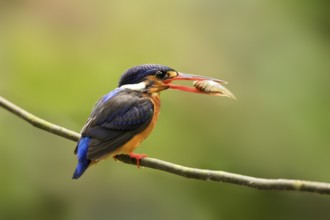 Blue-eared Kingfisher (Alcedo meninting) female perched on a branch with fish in beak, Selangor,
