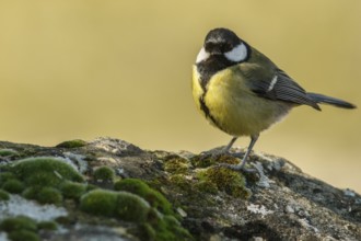 Great Tit (Parus major), perched on a stone, Cantalejo, Castile and Leon, Spain