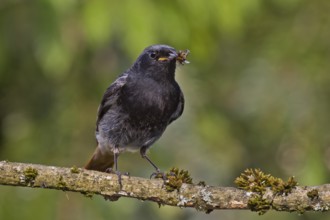 Black Redstart (Phoenicurus ochruros) male with insect prey in beak to feed chicks, Bavaria,