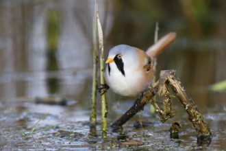 Bearded Reedling (Panurus biarmicus) male foraging in reedbed, Mecklenburg-Western, Pomerania,