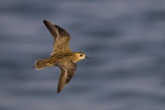 Pacific Golden Plover (Pluvialis fulva) flying, Oman
