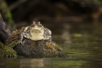 A Spectacled Caiman in Costa Rica's Tortuguero National Park