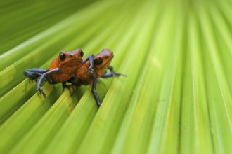 Strawberry poison frog (Oophaga pumilio), Costa Rica