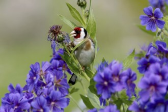 European Goldfinch (Carduelis carduelis) male feeding on seeds in garden, Mecklenburg-Western