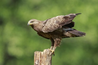 Lesser Spotted Eagle (Clanga pomarina) perched on a pale, Poland