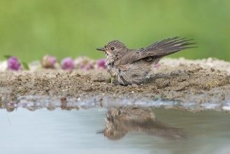 Spotted Flycatcher (Muscicapa striata) at waterhole, Aosta Valley, Italy