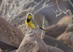 Bokmakierie (Telophorus zeylonus) perched on a rock, Namibia