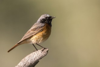 Common Redstart (Phoenicurus phoenicurus) male, Romania