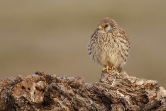 Lesser Kestrel (Falco naumanni), female resting, Castile-La Mancha, Spain