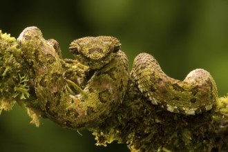 Eyelash viper (Bothreicis schlegelii) in cloud forest