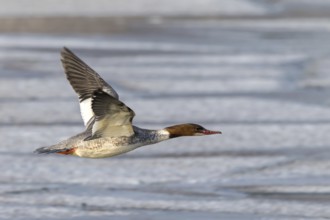 Common Merganser (Mergus merganser) female flying, Mecklenburg-Western Pomerania, Germany