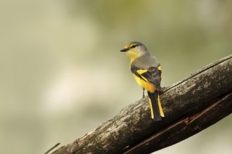 Long-tailed Minivet (Pericrocotus ethologus) female, Uttarakhand, India