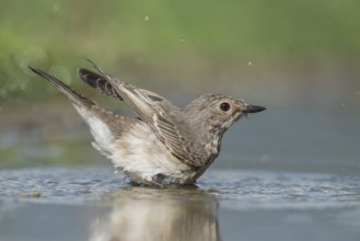 Spotted Flycatcher (Muscicapa striata) bathing, Aosta Valley, Italy