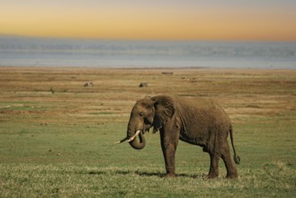 African elephant (Loxodonta africana) lonely elephant bull in savanna, Serengeti National Park;