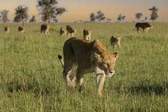 Löwe (Panthera leo), Löwenrudel mit Weibchen und Jungtieren durchstreifen zusammen die Savanne,