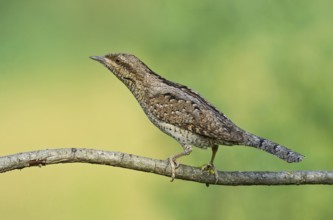 Eurasian Wryneck (Jynx torquilla) perched on a branch, Aosta Valley, Italy