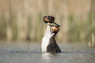 Great Crested Grebe (Podiceps cristatus) pair displaying, North Rhine-Westphalia, Germany