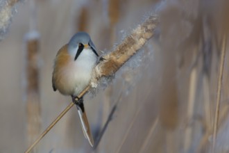 Bearded Reedling (Panurus biarmicus) male feeding on cattail seed, Thuringia, Germany