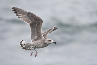 Great Black-backed Gull (Larus marinus) juvenile flying, North Sea, Germany