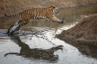 Bengal Tiger (Panthera tigris) adult jumping in waterhole, captive, Philippolis, South Africa