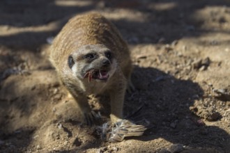 Meerkat (Suricata suricatta) feeding on killed sparrow with bird head in jaws, Castile-La Mancha,