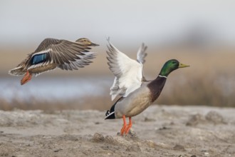 Mallard (Anas platyrhynchos) pair taking flight, Schleswig-Holstein, Germany