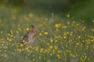 Black-tailed Godwit (Limosa limosa) calling on grassland with flowering meadow buttercup