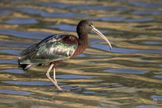 Glossy Ibis (Plegadis falcinellus) foraging, Queensland, Australia