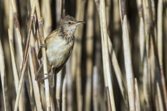 Great Reed Warbler (Acrocephalus arundinaceus) juvenile perched in reedbed, Mecklenburg-Western