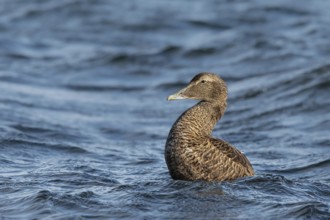 Common Eider (Somateria mollissima) female, Smaland, Sweden