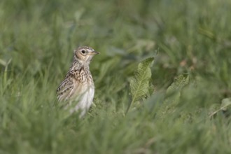Eurasian Skylark (Alauda arvensis), Netherlands