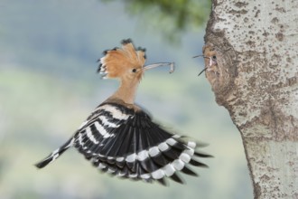 Eurasian Hoopoe (Upupa epops) feeding chick in nest hole, Aosta Valley, Italy