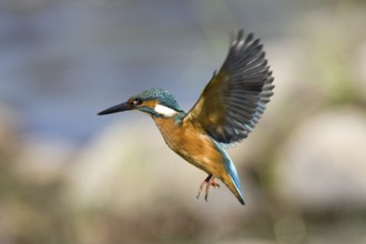 Common Kingfisher (Alcedo atthis) male flying, Castile-La Mancha, Spain