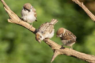 Eurasian Tree Sparrow (Passer montanus) juveniles perched on a branch, Lower Saxony, Germany