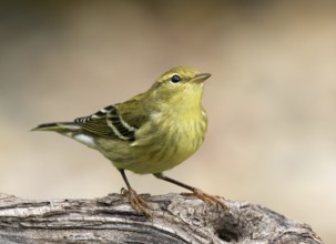 A fall plumage Blackpoll Warbler, Setophaga striata, perched in a wood near Saskatoon, Canada