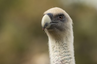 Griffon Vulture (Gyps fulvus), portrait, Castile and Leon, Spain