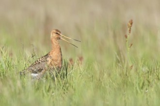 Black-tailed Godwit (Limosa limosa) calling on ground, Iceland