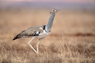 Kori Bustard (Ardeotis kori struthiunculus) male, Liben Plains, Ethiopia