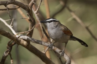 Black-crowned Tchagra (Tchagra senegalus percivali) perched on a branch, Oman