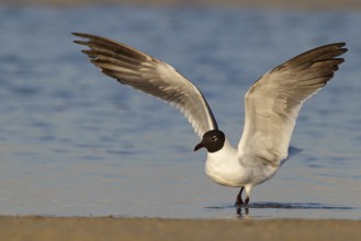 Laughing Gull (Leucophaeus atricilla), Florida, USA