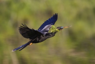 Anhinga (Anhinga anhinga) flying, Florida, USA