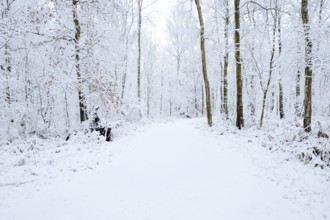 Path through a snow-covered deciduous forest, North Rhine-Westphalia, Germany