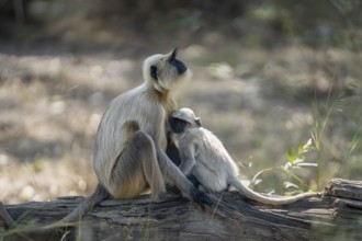 Northern plains gray langur (Semnopithecus entellus), young animal, suckling, Bandhavgarh National