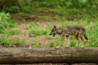 Wolf (Canis lupus), yawning and walking over a tree trunk in the forest, Germany