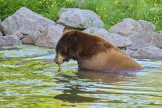 American Black Bear (Ursus americanus), enjoying the water of a pond surrounded by rocks and