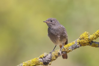 Redstart (Phoenicurus ochruros), fledgling sitting on a branch, wildlife, animals, birds, songbird,