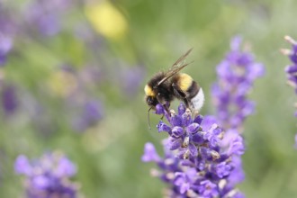Ground bumblebee (Bombus terrestris), on a lavender flower (Lavandula angustifolia), macro