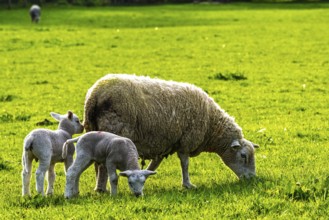 Sheep and farm in Lake District National Park, Coniston Water, Cumbria, England, United Kingdom