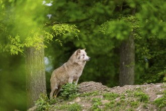 Eastern wolf (Canis lupus lycaon) standing on a little hill, Bavaria, Germany