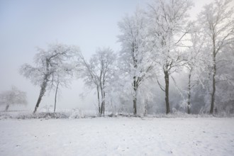 Shrubs and trees in hoarfrost and fog, Horben, Lindenberg, Freiamt, Canton Aargau, Switzerland